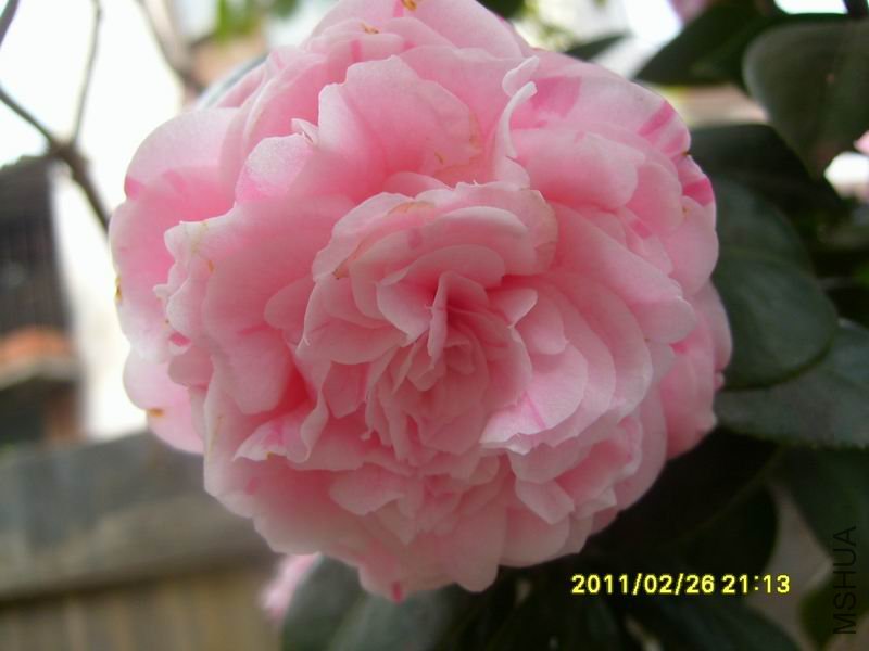 ������С S7002925.JPG