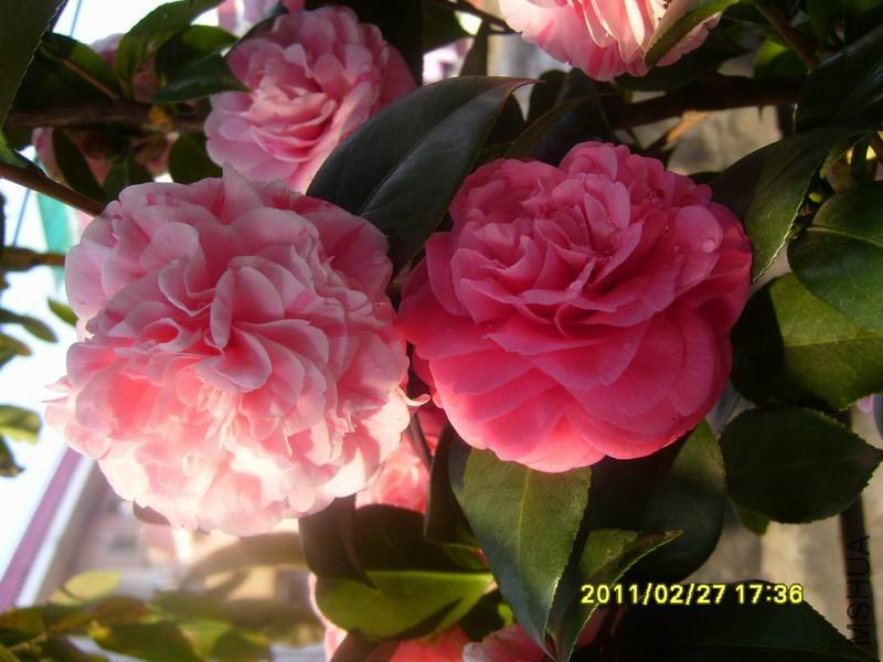 ������С S7002959.JPG