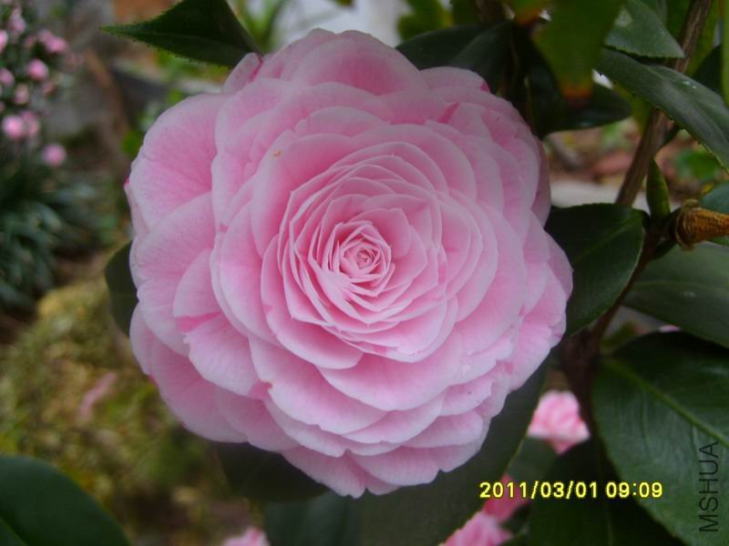 ������С S7002978.JPG