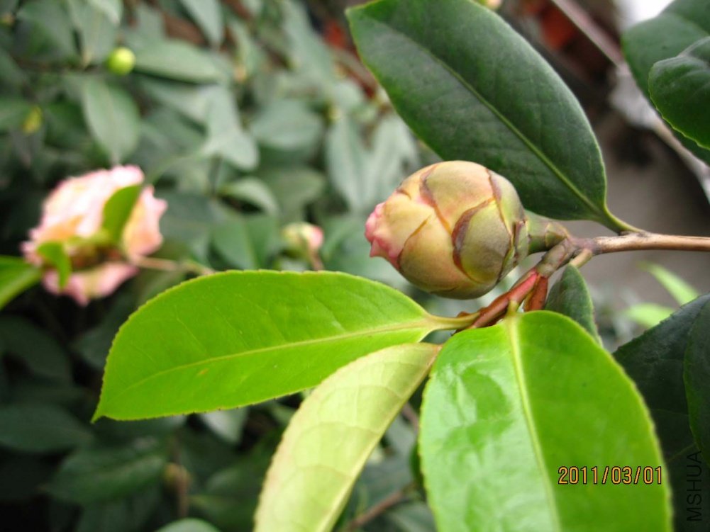 ��Ƭ11-3-1c 00811.jpg