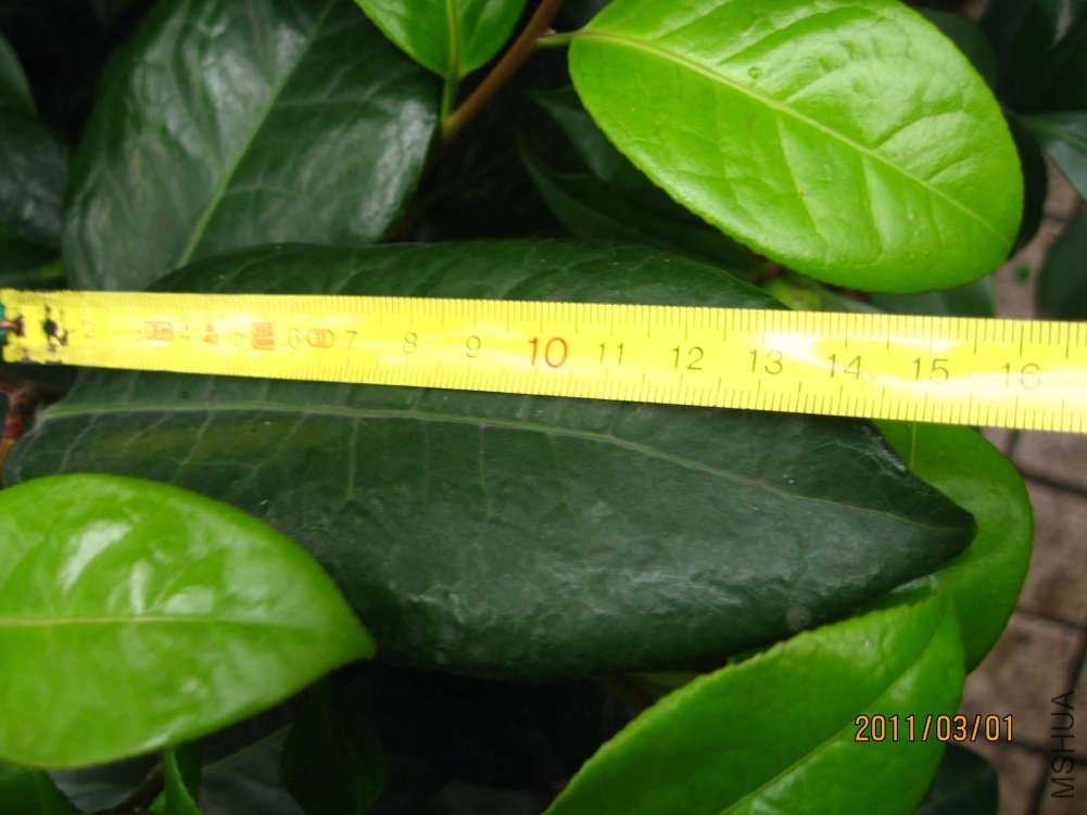 ��Ƭ11-3-1c 00311.jpg