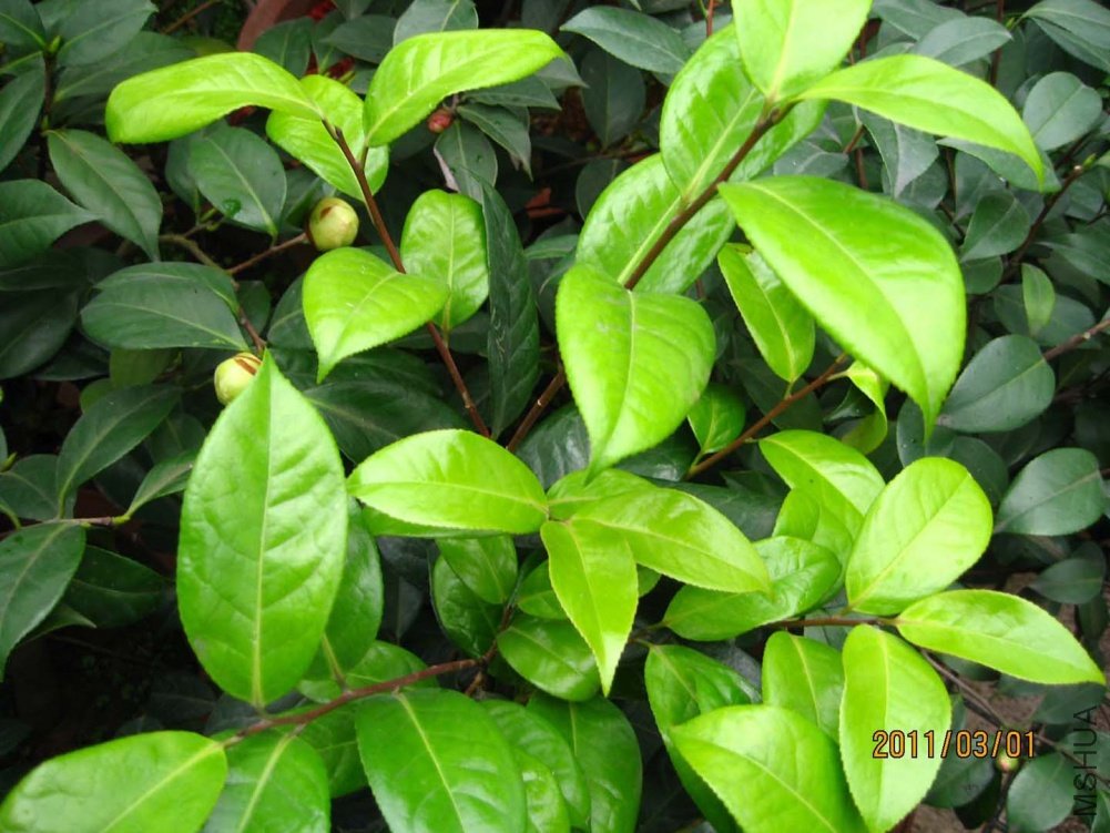 ��Ƭ11-3-1c 00111.jpg