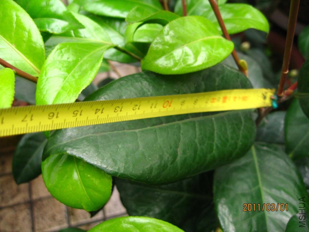 ��Ƭ11-3-1c 00611.jpg