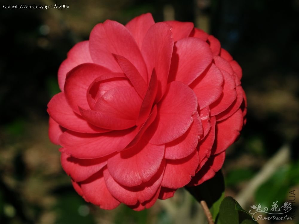 20080928_ea51e1bcdde10a9b1ac7diSAZ2aVDyv6.jpg