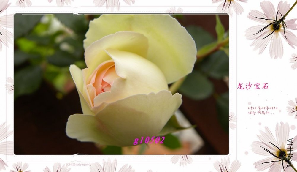 DSCN1019.jpg