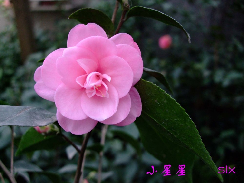 С����11-3-2f (1).jpg