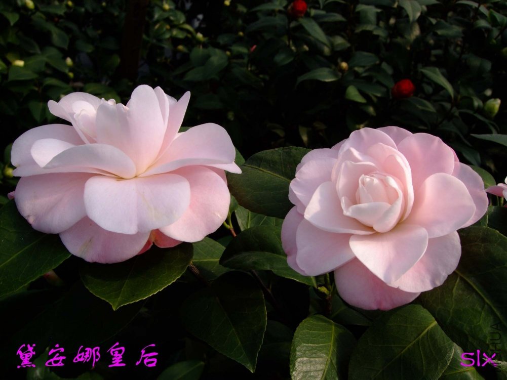 �찲�Ȼʺ�11-3-2f (1).jpg