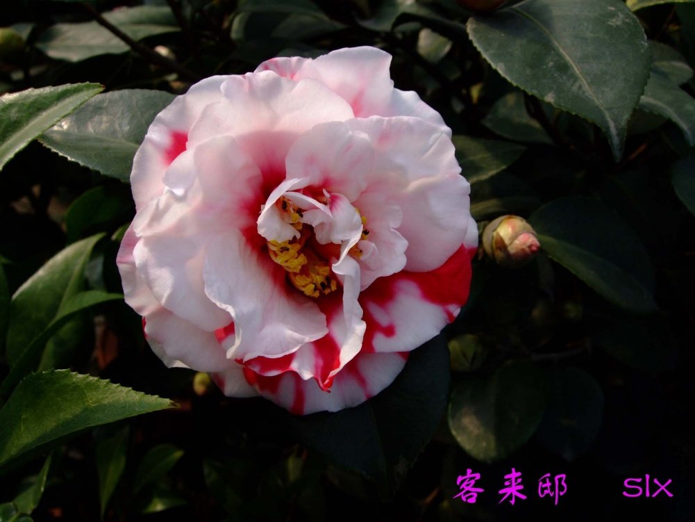 ����ۡ11-3-2f (1).jpg