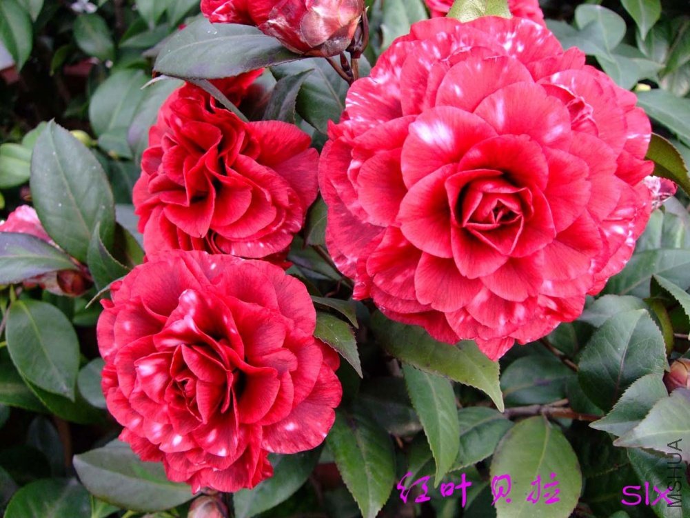 ����11-3-1f (1).jpg