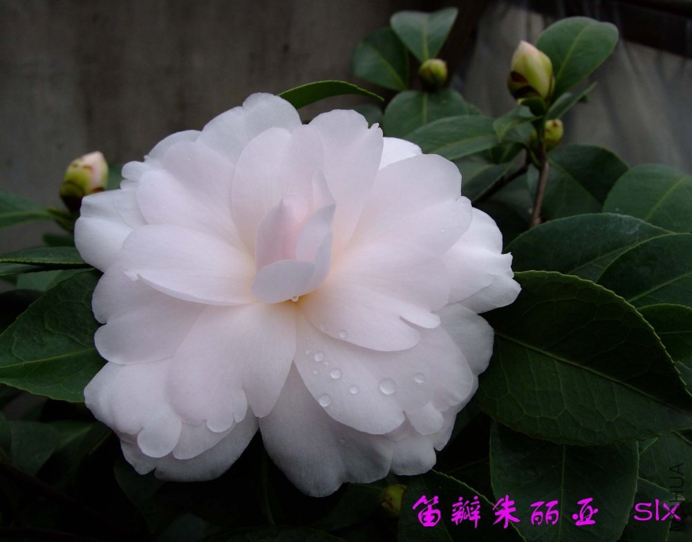 �Ѱ�������11-3-1f (2).jpg