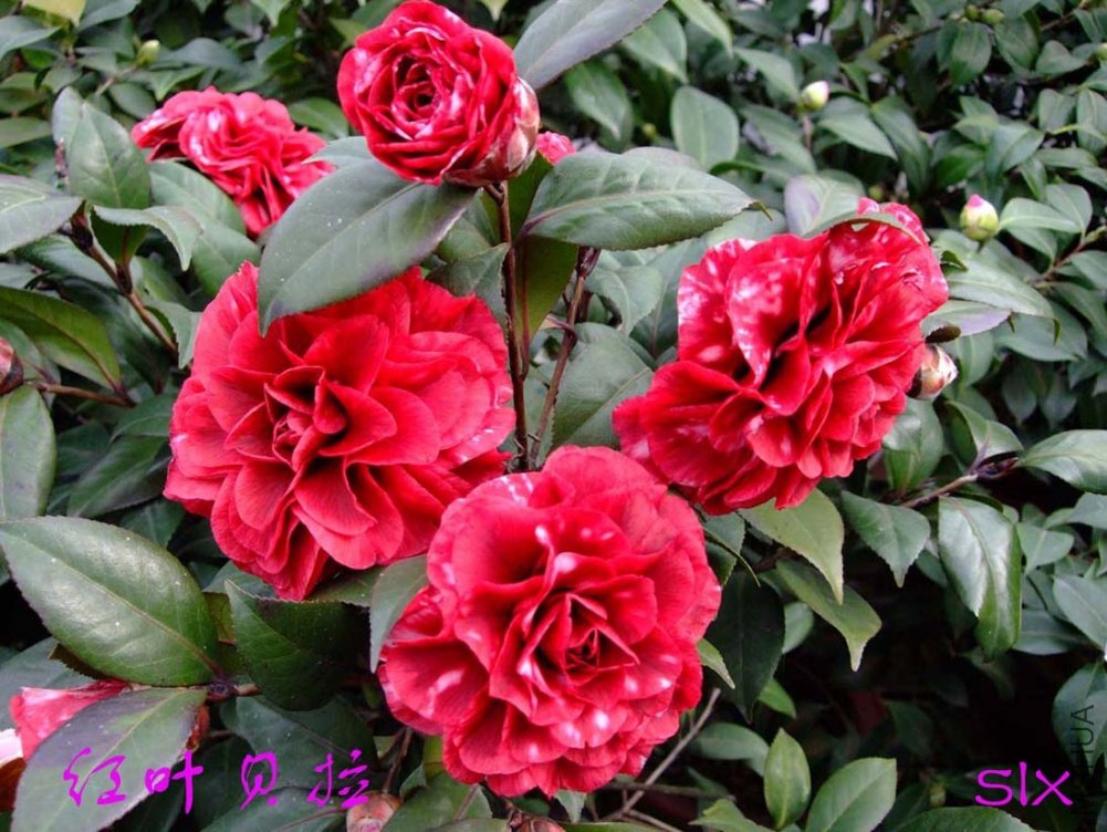 ����11-3-1f (4).jpg