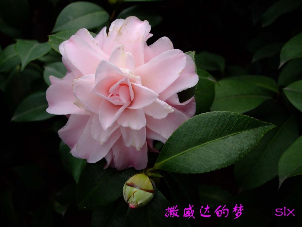 ����11-3-1f (1).jpg