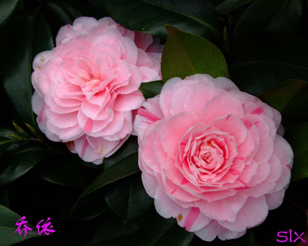 ����11-3-1f (1).jpg