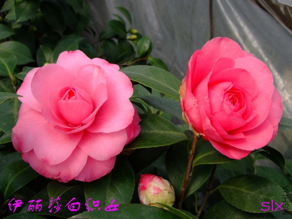 ����ɯ��֯Ů11-3-2f (2).jpg