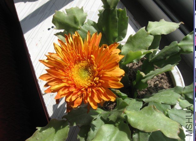 ����50��ķ���