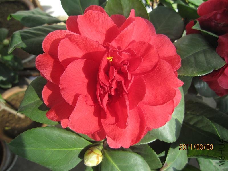 beiladameigui20110303 0001.JPG