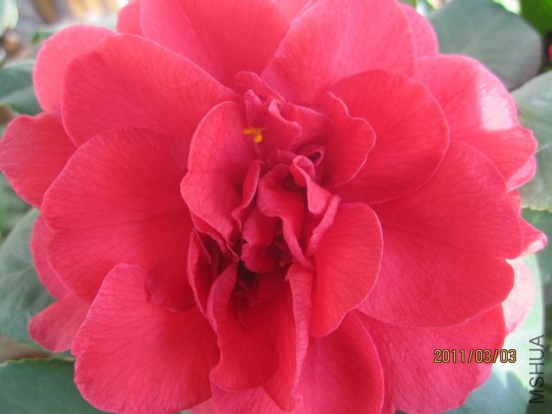 beiladameigui20110303 0002.JPG