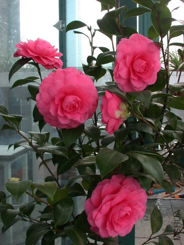 ����ɯ��֯Ů