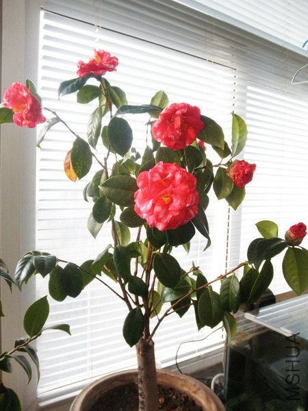 P2263500_������С.JPG