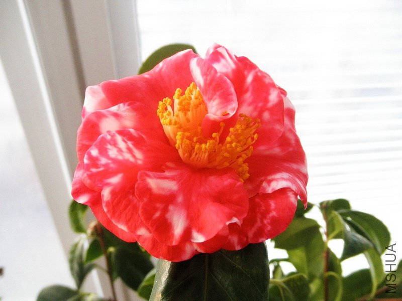 P2263498_������С.JPG