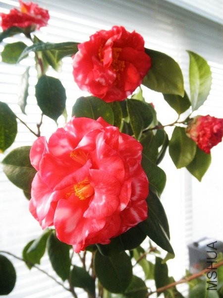 P2263504_������С.JPG