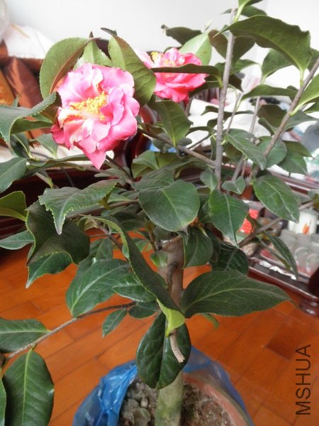 P3033552_������С.JPG