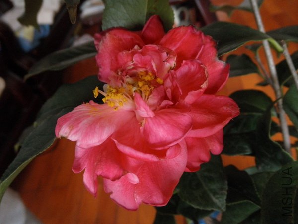 P3033549_������С.JPG