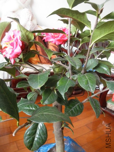 P3033551_������С.JPG