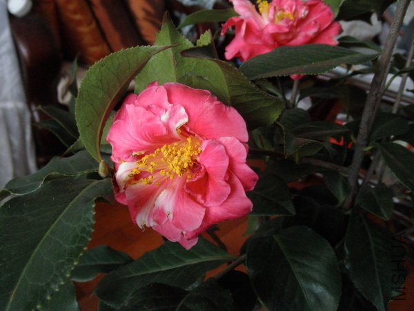 P3033547_������С.JPG