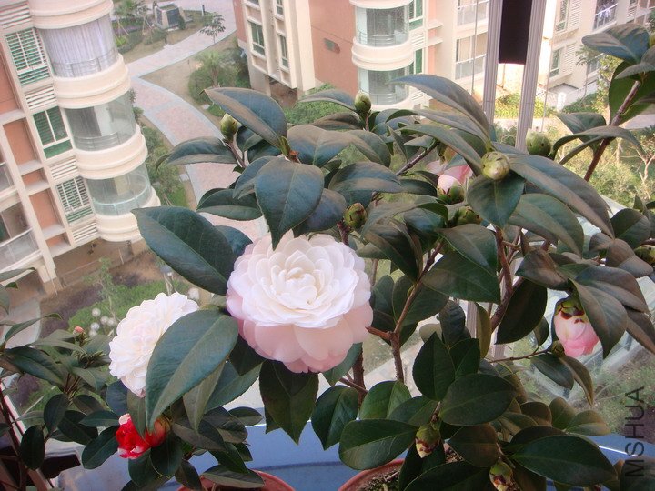 DSC01633_������С.JPG