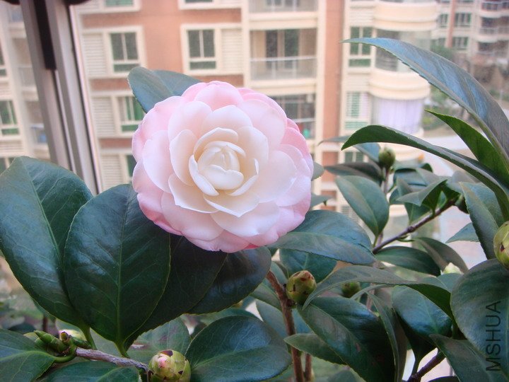 DSC01532_������С.JPG