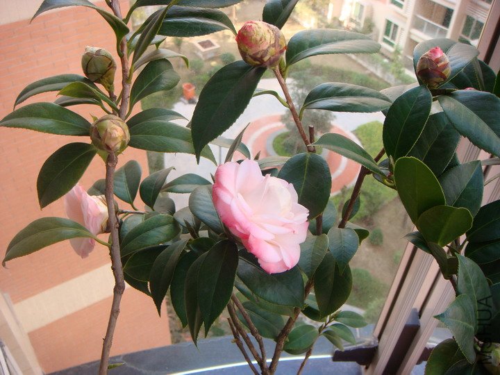 DSC01624_������С.JPG