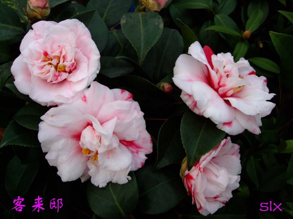 ����ۡ11-3-4f (1).jpg