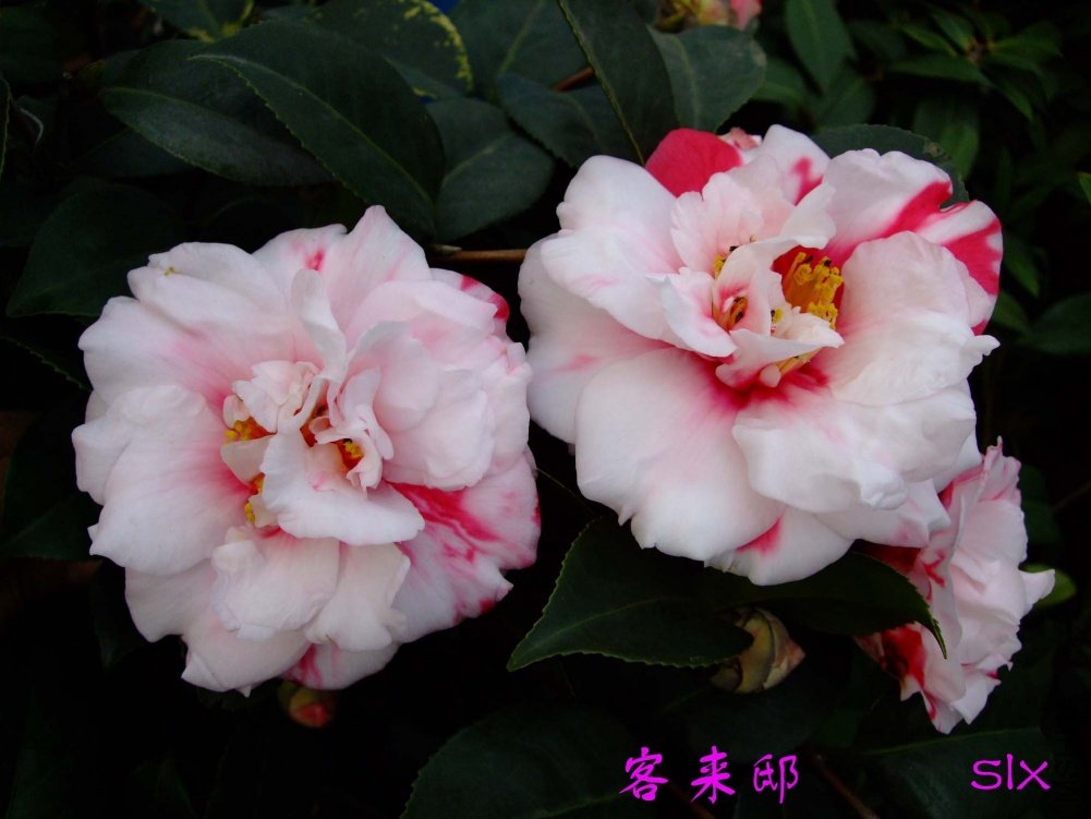 ����ۡ11-3-4f (2).jpg