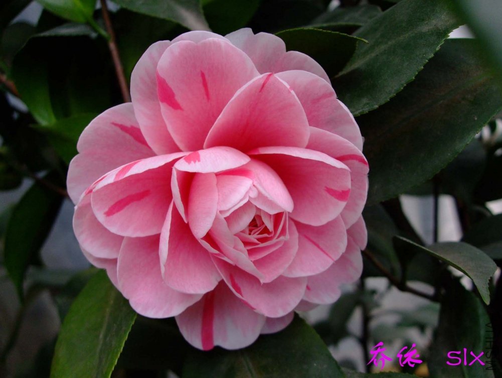 ����11-3-4f (1).jpg