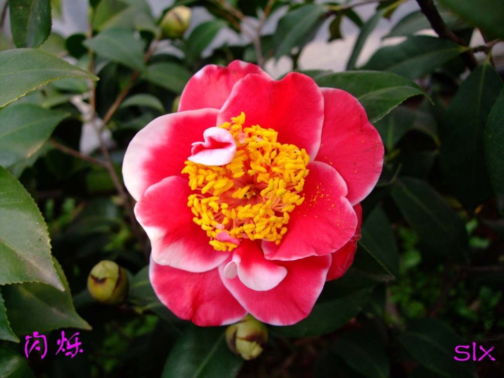 ��˸11-3-4f (1).jpg