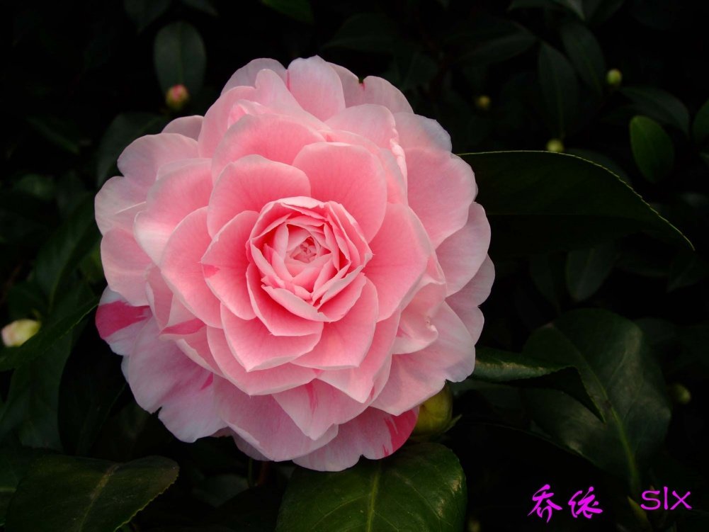 ����11-3-4f (2).jpg