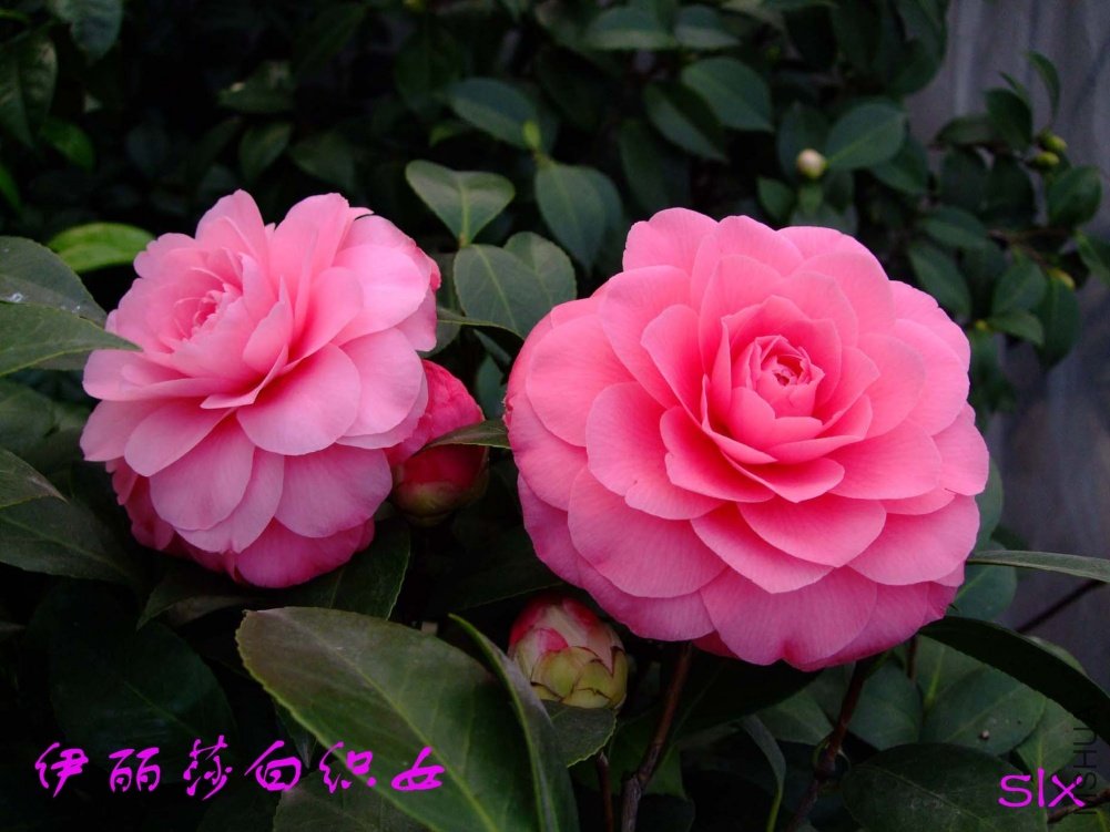 ����ɯ��֯Ů11-3-4f (1).jpg