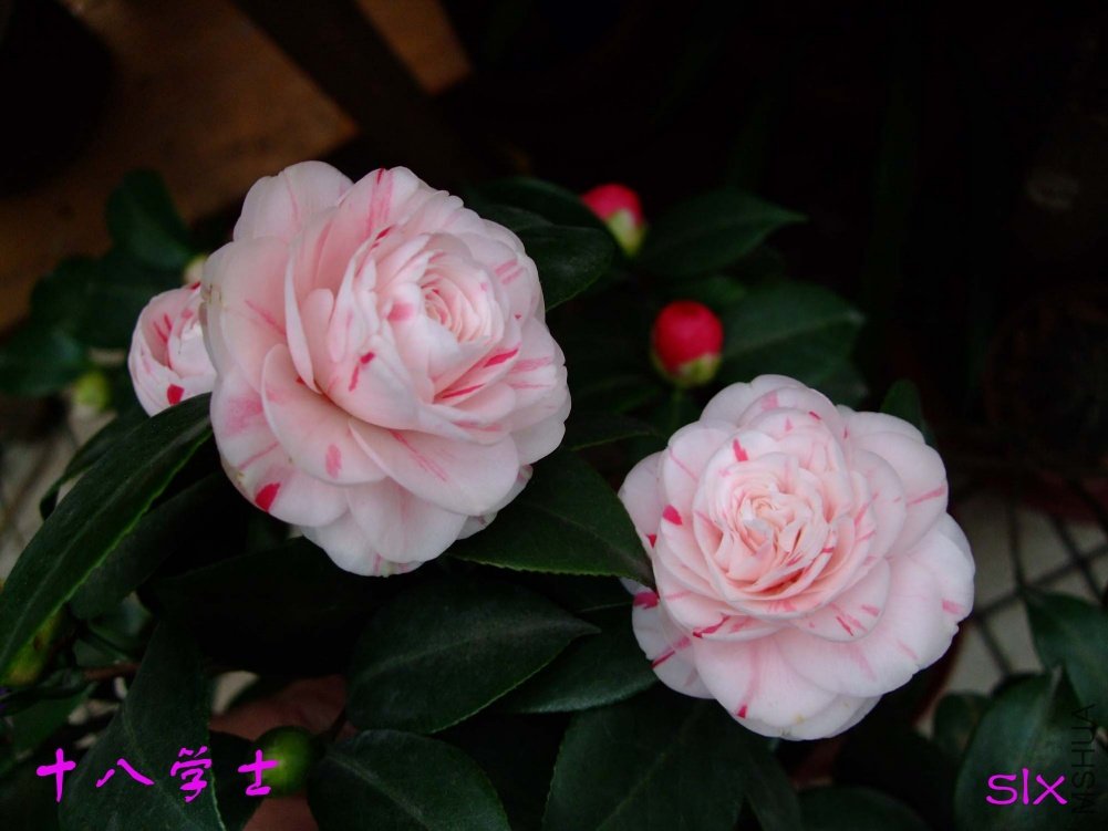 ʮ�� 11-3-4f (2).jpg