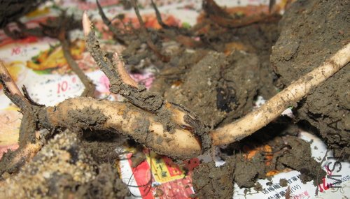 IMG_1846.JPG