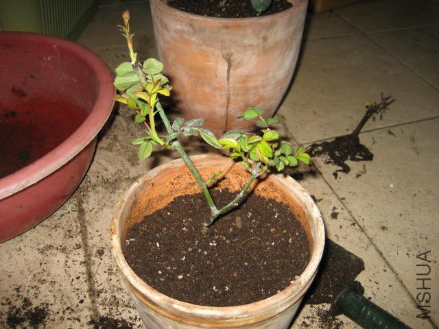 IMG_0738.JPG