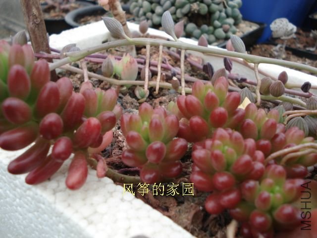 DSC09864.jpg