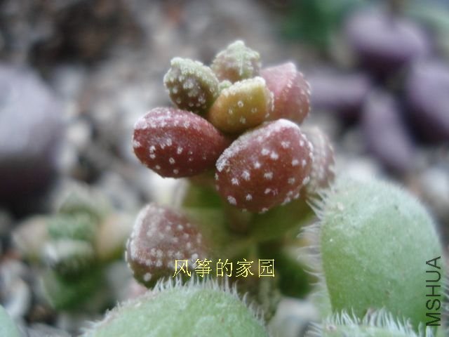 DSC09847.jpg