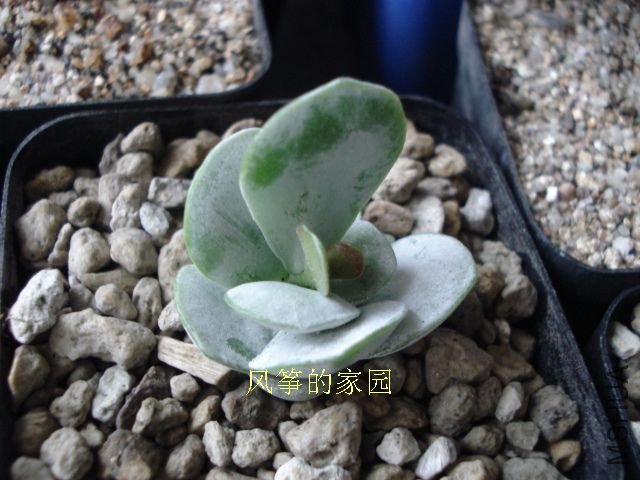 DSC09840.jpg