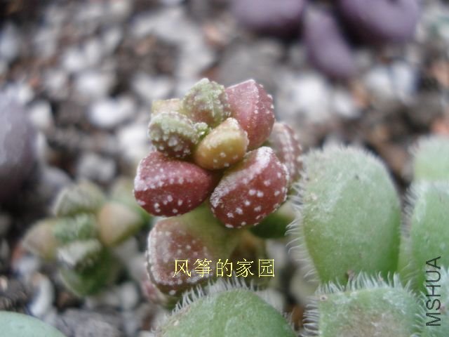 DSC09845.jpg