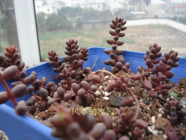DSC09856.jpg