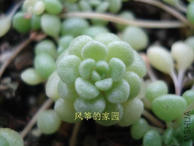 DSC09852.jpg