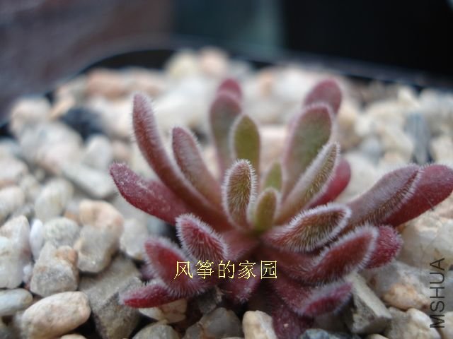 DSC09858.jpg