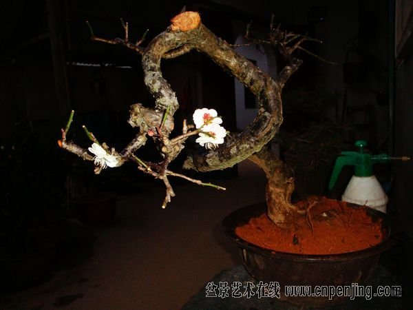 2107414gifkugimuurfhmg[1].jpg