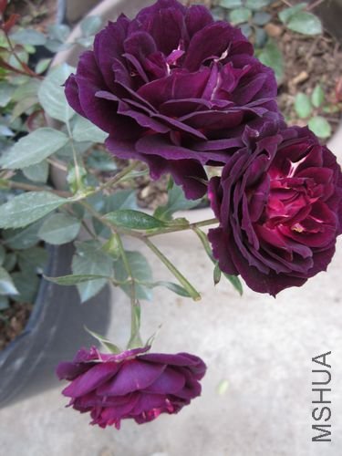 ��Ƭ1 1525.jpg